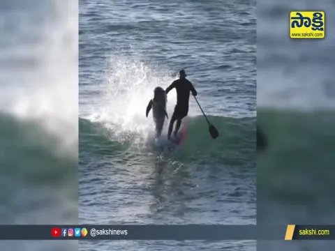 Dolphin Knock Paddle Boarder Video Goes Viral