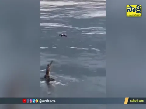 Viral Video: alligator jumps To Catches a drone 
