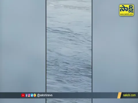 Viral Video: A Tiger Swimming in a River