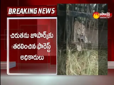 Leopard Trapped In Cage At Tirupati