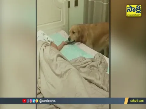 Dog Protected His Owner Video Goes Viral