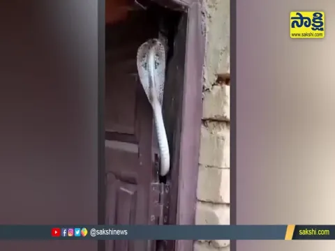 Snake Sticking Out From Door Video Goes Viral