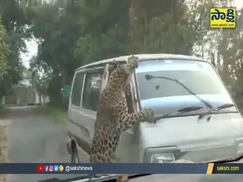 People Injured Including Forest Staff In Leopard Attack At Assam Jorhat Video Goes Viral