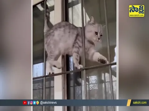 Viral Video CAT Swinging Around A ROD
