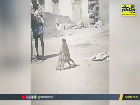 Viral Video: Mother Monkey Carrying Dead Baby