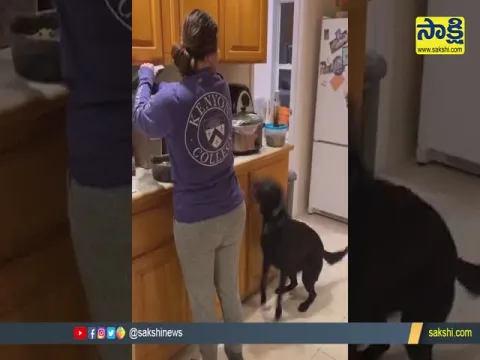 Viral Video : Dog Excitement For Food