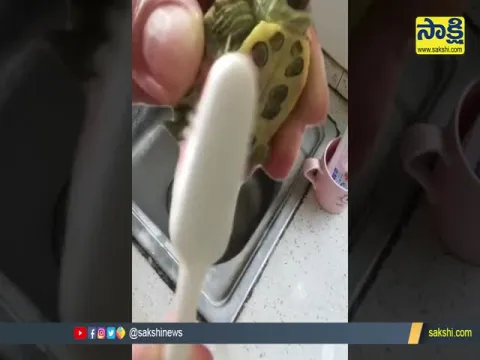 Viral Video: Baby Tortoise Bathing With a Toothbrush