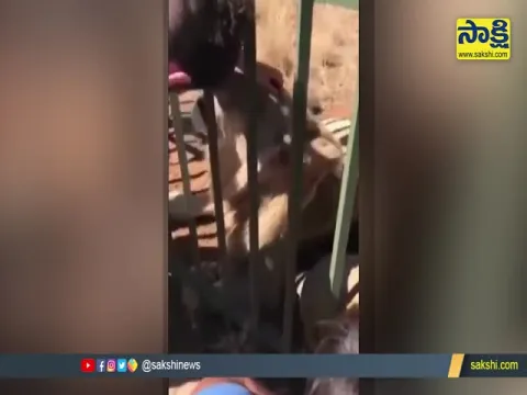 Young Boy Tries To Pet Caged Lion See What Happens Next