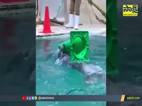 Little Sea Otter Helping Clean The Pool  Video Goes Viral