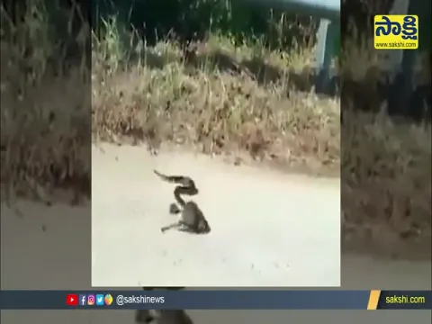 Rodent Fights Snake to Get Baby Back Video Goes Viral