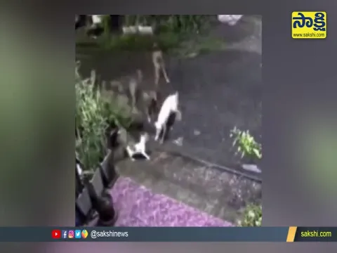 Cat Fight With Dogs Video Goes Viral