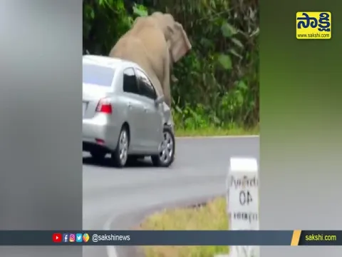 Elephant Attacks On Car Video Goes Viral