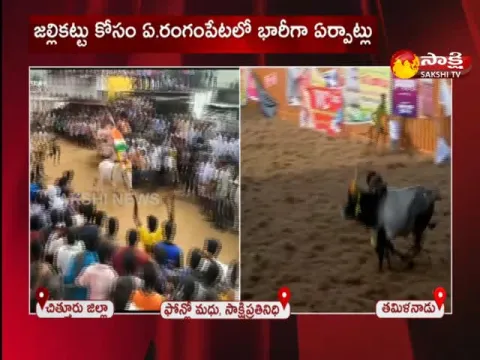 Jallikattu Celebrations In Rangampet Chittoor District