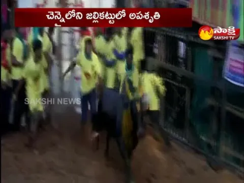 Jallikattu Celebrations In Chennai