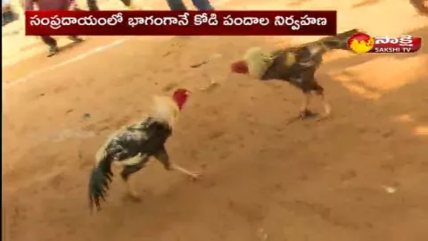 Cockfighting In Andhra Pradesh 