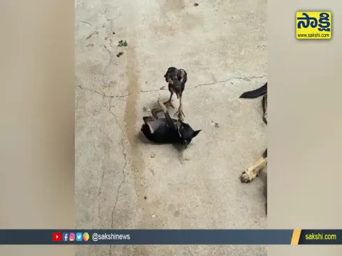 Cock vs Dog Big Fight Video Goes Viral