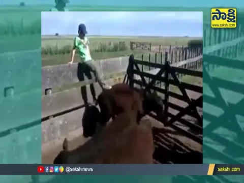 A Boy Attacks Buffalo, Buffalo Attacks That Boy Video Goes Viral