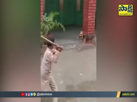 Boy Hits a Dog Video Goes Viral