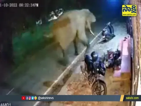 Bengaluru Traffic Officer Share Elephant No Parking Video Goes Viral