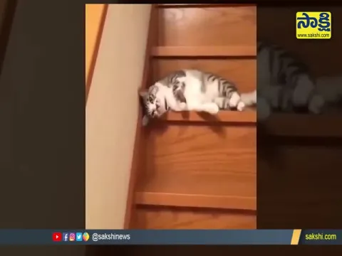 Cat Funny Video Goes Viral In Social Media