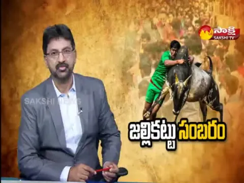 Jallikattu Celebrations In Chittoor And Tirupati District