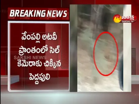 Eight Tiger Hulchul In Komaram Bheem Forest