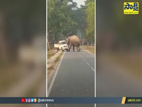 Viral Video Elephant Attacks And Overturns Bolero Vehicle