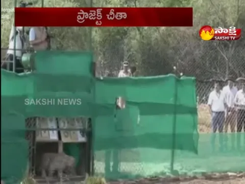 Cheetah Coming Back To India