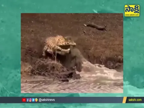 Crocodile Attacked on Cheetah Video Goes Viral