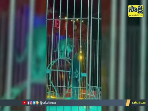 Viral Video: Circus Tiger Bites Ringmaster Leg And Drags During Live Performance