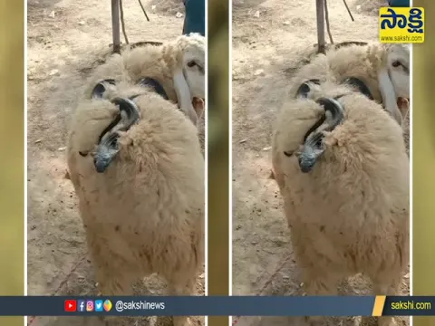 Goat And Snake Funny Viral Video 