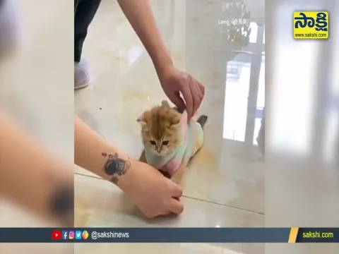 Baby Cat Dressing Video Goes Viral