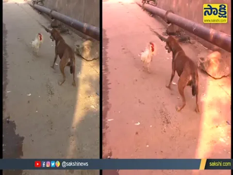 Viral Video Brave Cock Fighting With Dog  