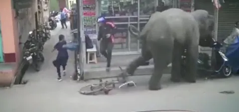 Viral Video Wild Elephant Attack On Bike