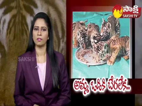 Tiger Cubs Sent To Tirupati Zoological Park