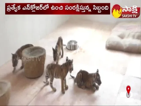 Tiger Cubs At SV Zoo Park In Tirupati 