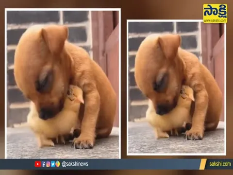 Viral Video Friendship Between Chick And Dog Chick Helps To Dog
