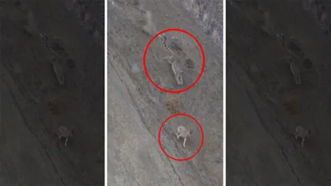 Viral Video Snow Leopard Hunts Urial In Ladakhs Rough Terrain