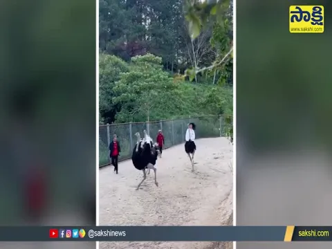 Girl Riding On Ostrich Video Goes Viral