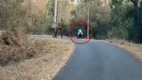Viral Video Elephant Came In Front Of Motorist