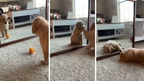 Viral Video Pet Dog Admires It Self By Watching In Mirror