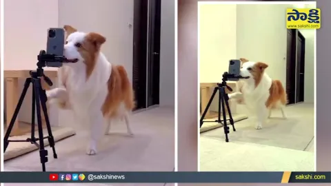 Viral Video Dog Makes Video Reels In Mobile