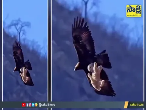 Viral Video Eagle Catches Lamb And Flies Away