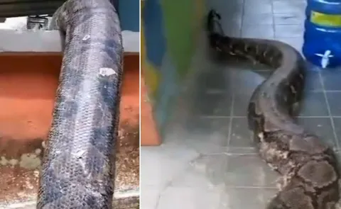 Viral Video Huge Python Spotted Outside A House