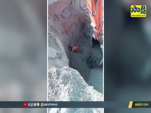 Viral Video Dog Struggling To Come Out Of Pit Gets A Lift From An Excavator