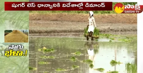 Cultivation Of Sugar Free Rice