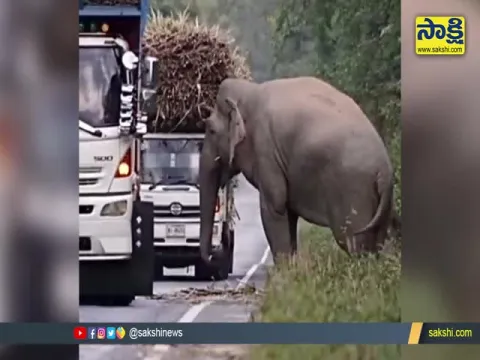 Elephant Stops Truck To Eat Sugarcane Video Goes Viral