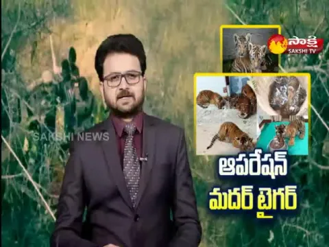 Nandyal Mother Tiger Search Operation Failed