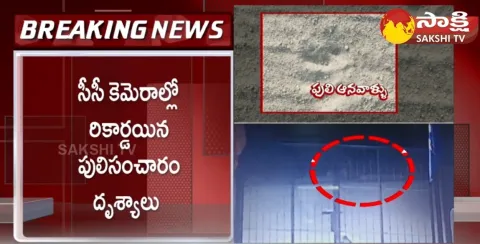 Tiger Roaming In Bowrampeta Outer Ring Road 