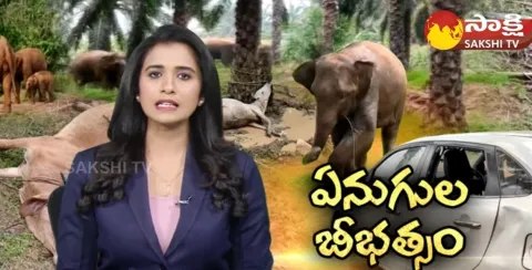Elephants Hulchal In Parvathipuram District
